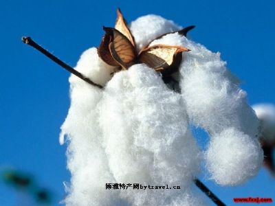 6、瓜州棉花  