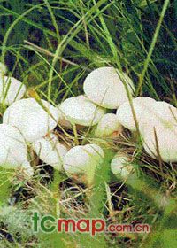 8、呼伦贝尔草原白蘑 